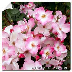 Roseira 'Rush'